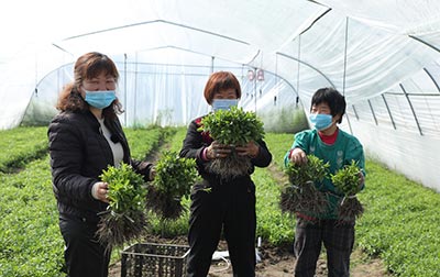 Dongtai farmers 5