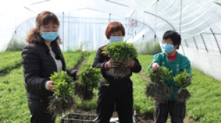 stevia promo stevia promo